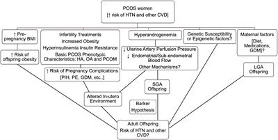 Cardiovascular disease risk in offspring of polycystic ovary syndrome